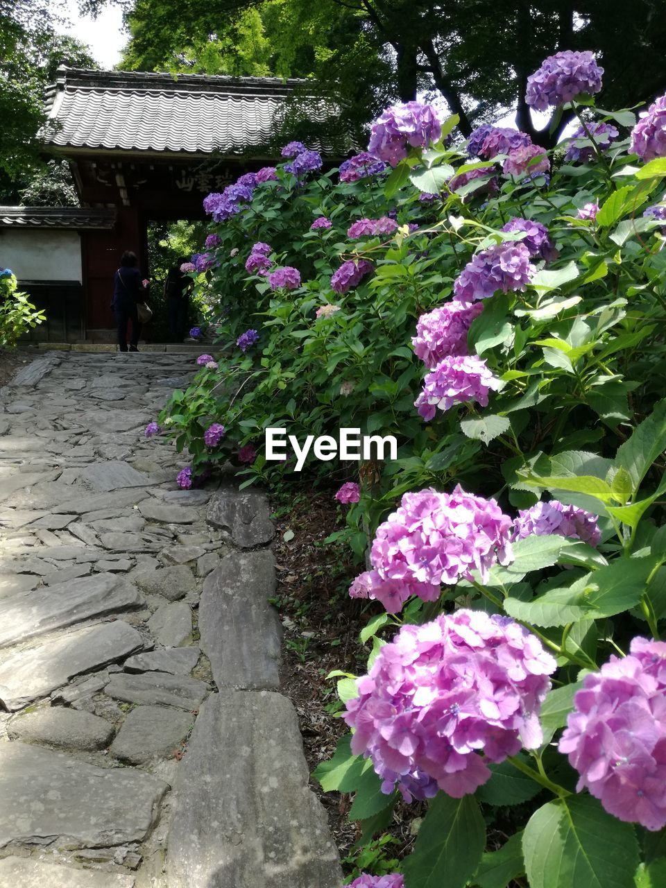 FLOWERING PLANTS IN PARK