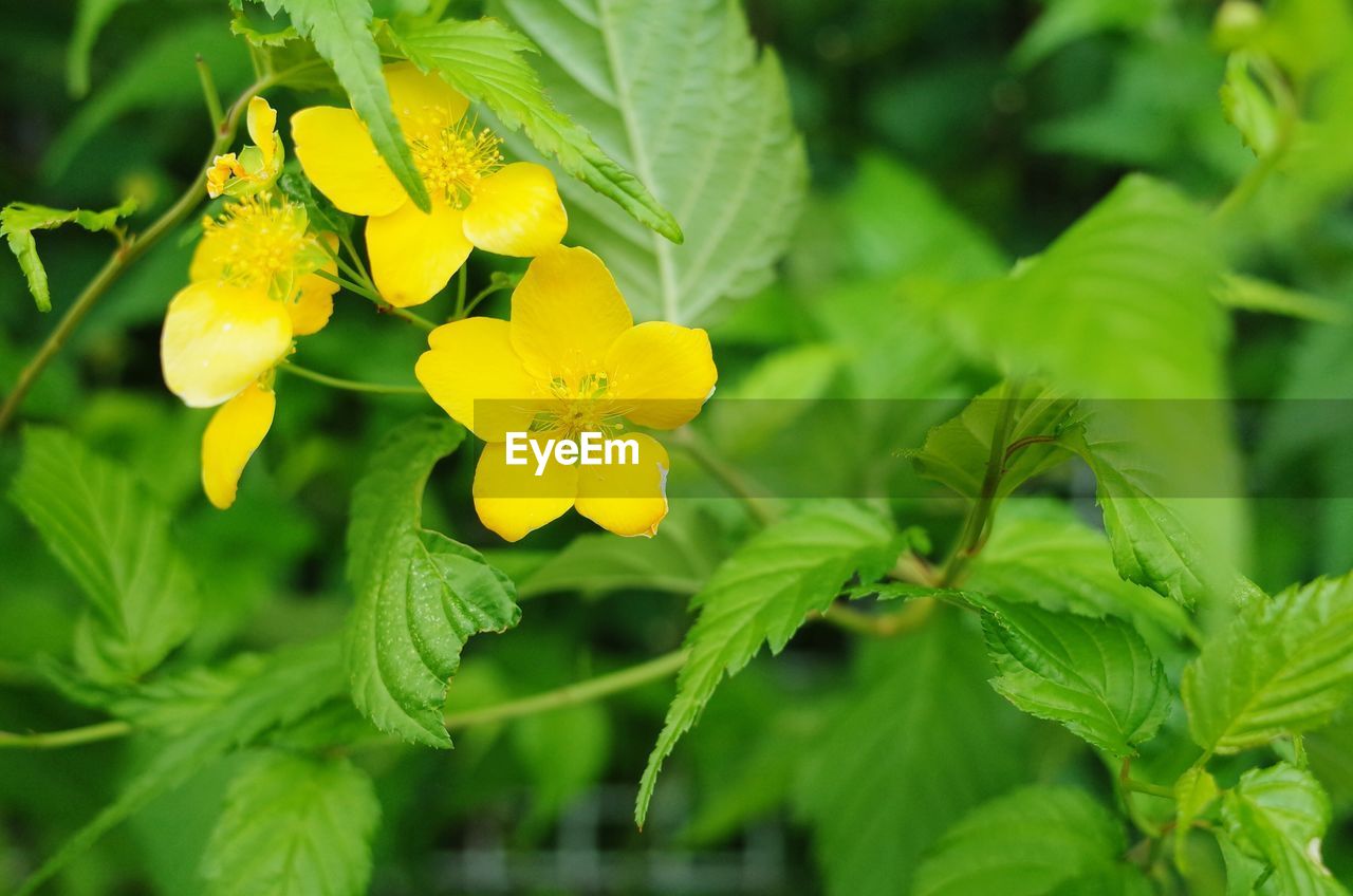 CLOSE-UP OF YELLOW FLOWER