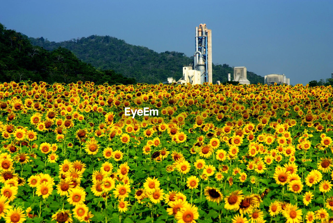 SCENIC VIEW OF FLOWERING PLANTS ON FIELD