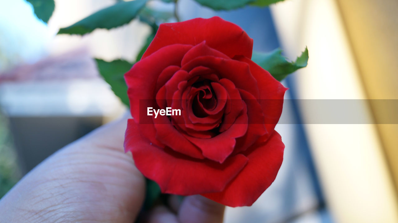 Close-up of hand holding red rose flower