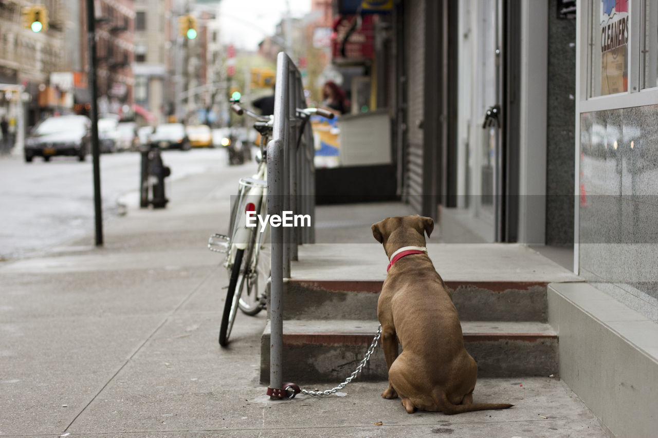 Rear view of dog relaxing at sidewalk