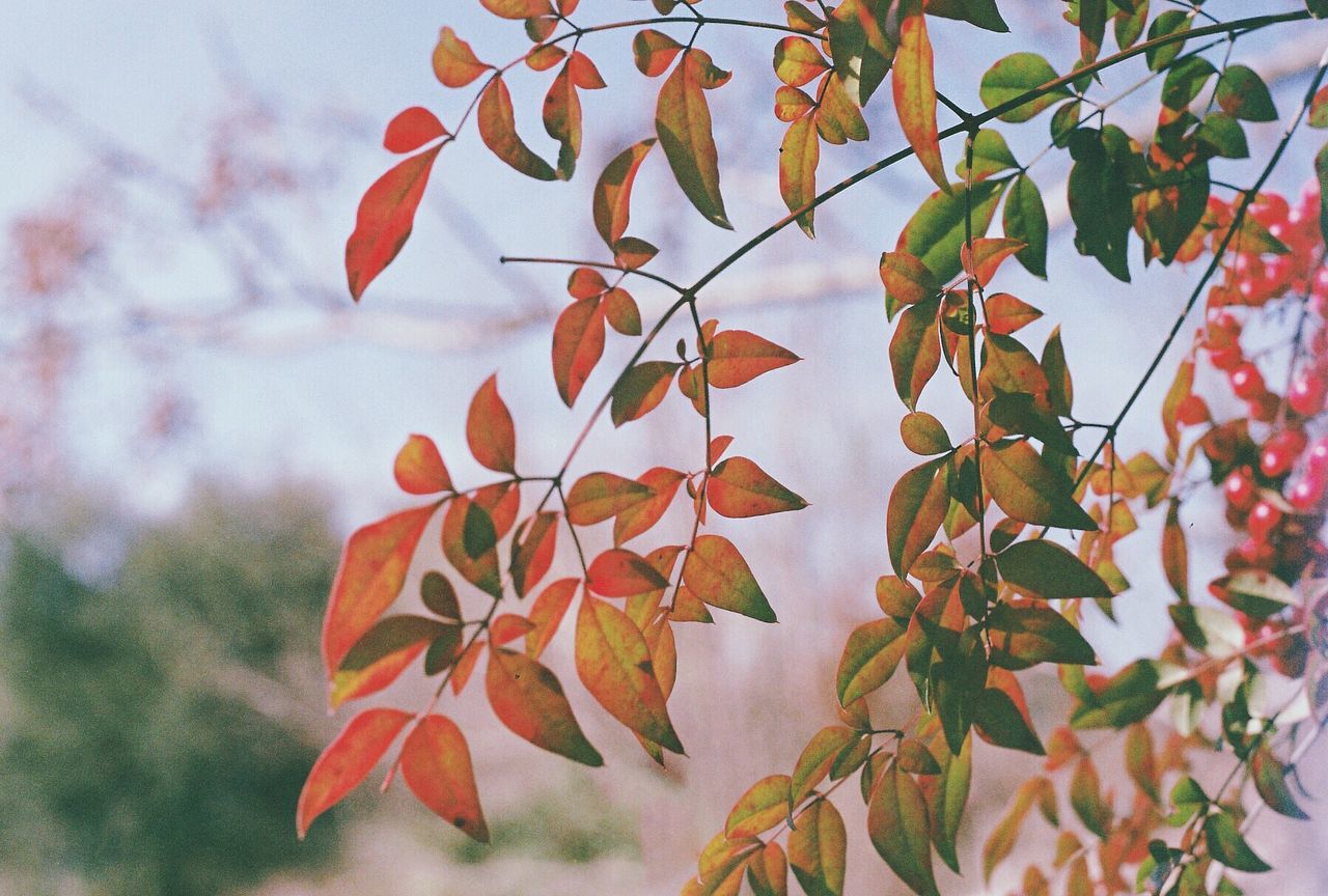 Close-up of leaves against blurred background