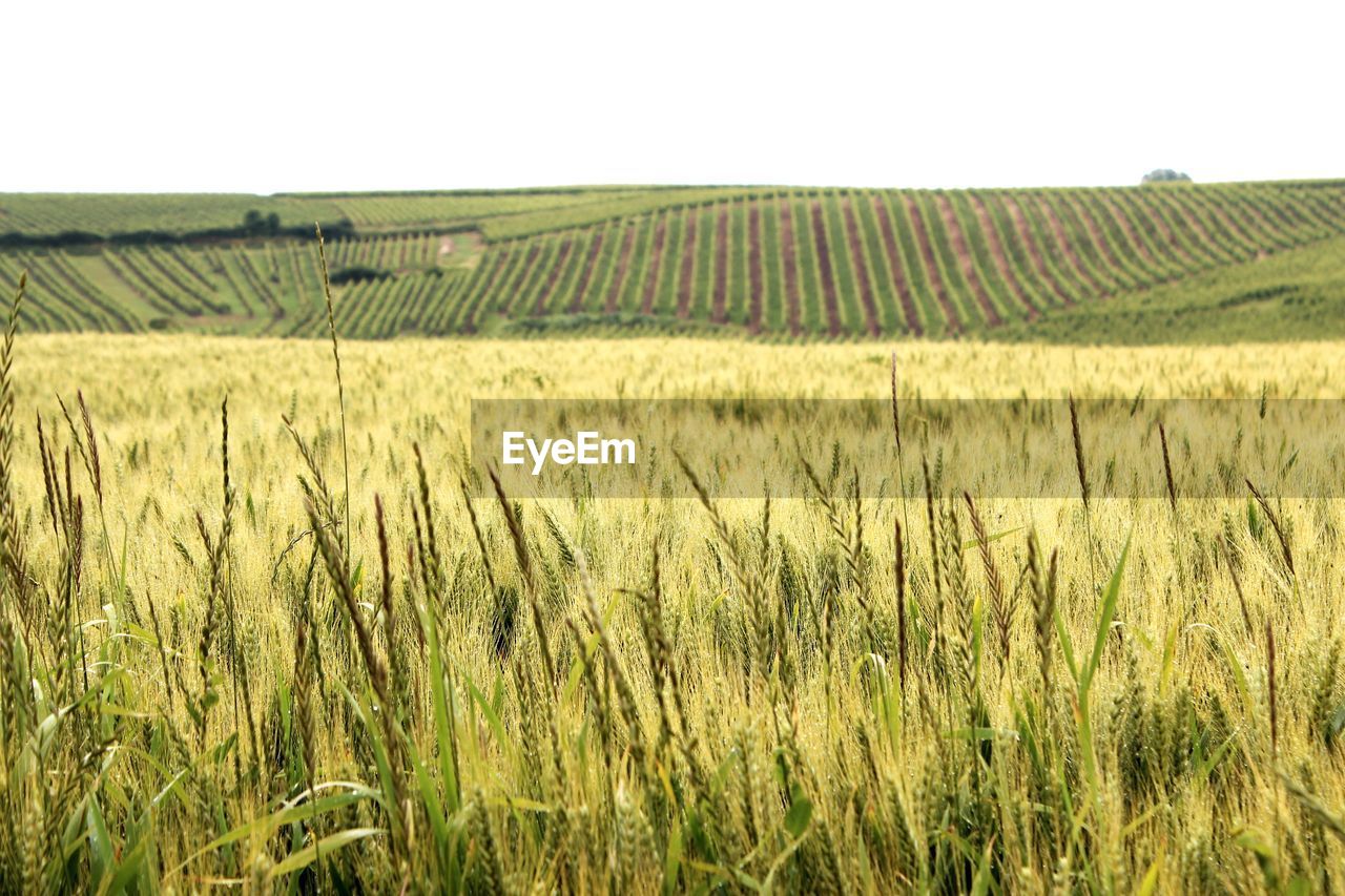 Scenic view of rural landscape