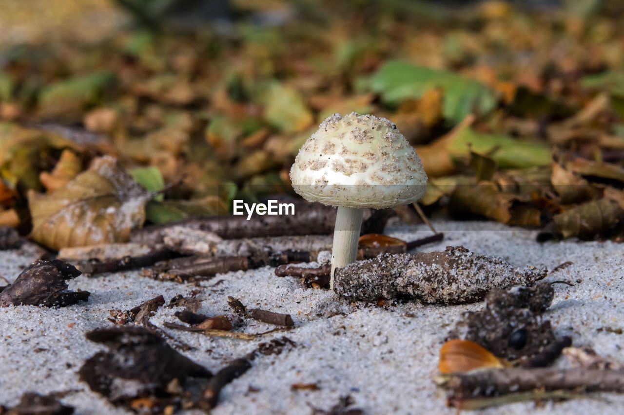 CLOSE-UP OF MUSHROOM GROWING