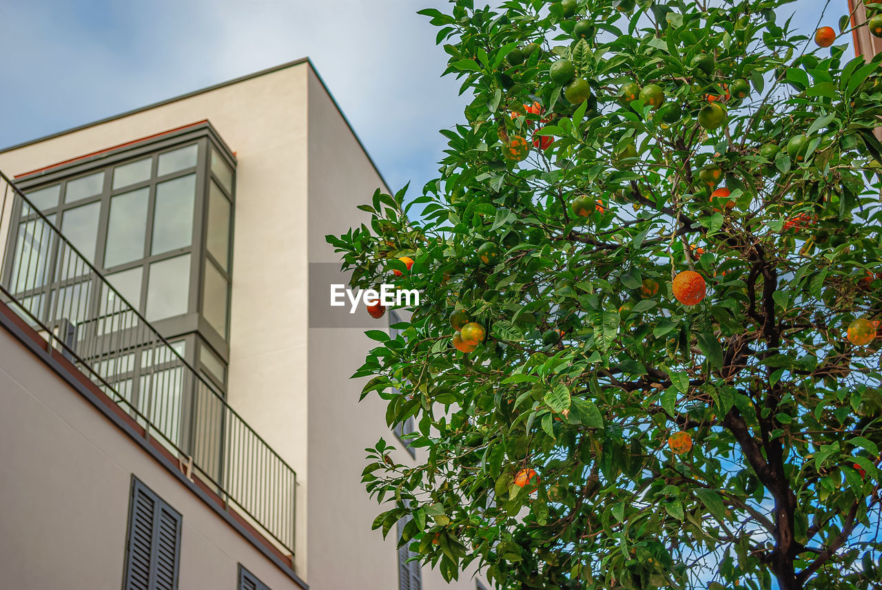 Orange tree with hanging colorful citrus fruits. orange and green orange fruits on tree in city.