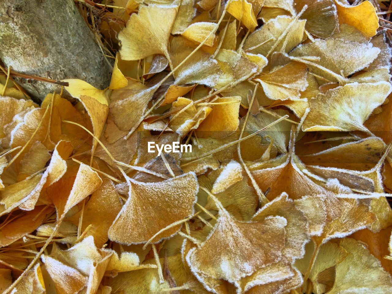 CLOSE-UP OF YELLOW LEAVES