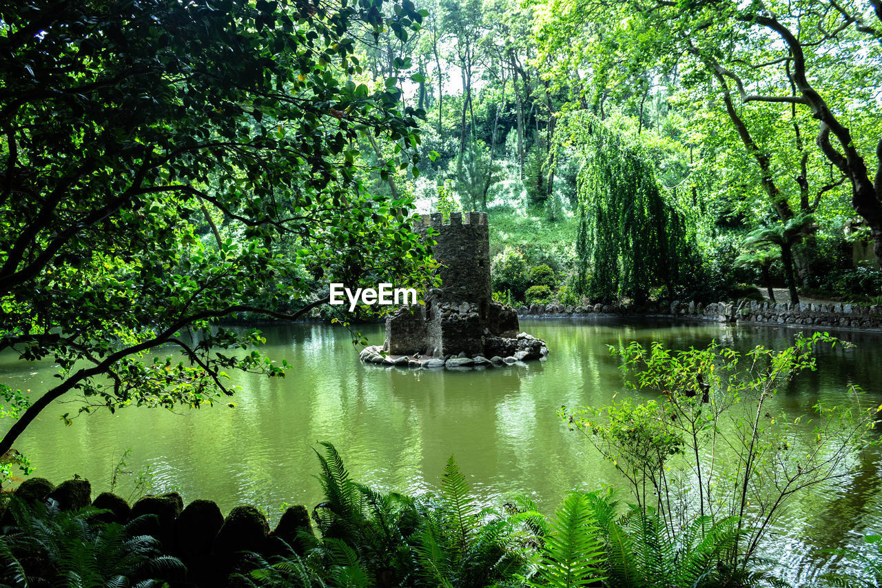 SCENIC VIEW OF LAKE IN FOREST