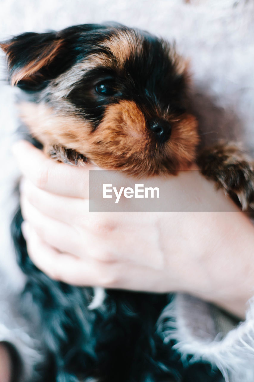 CLOSE-UP OF HAND HOLDING PUPPY AT HOME