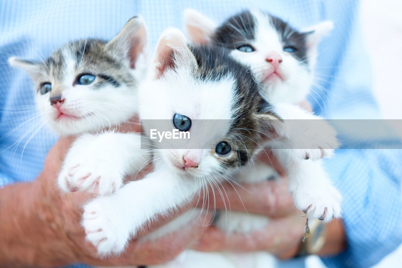 Close-up of three kittens