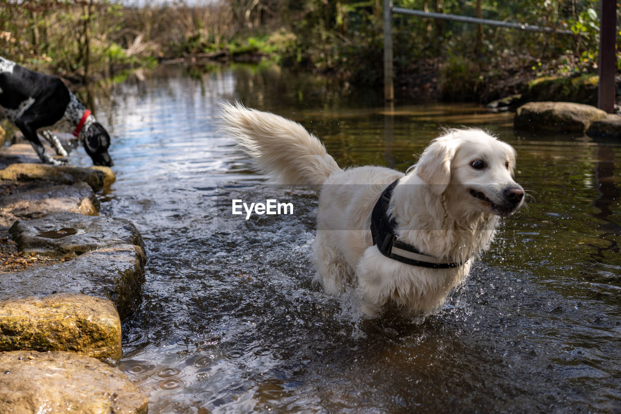 canine, dog, animal themes, animal, domestic animals, pet, mammal, water, one animal, retriever, nature, motion, wet, lake, no people, day, golden retriever, outdoors, splashing