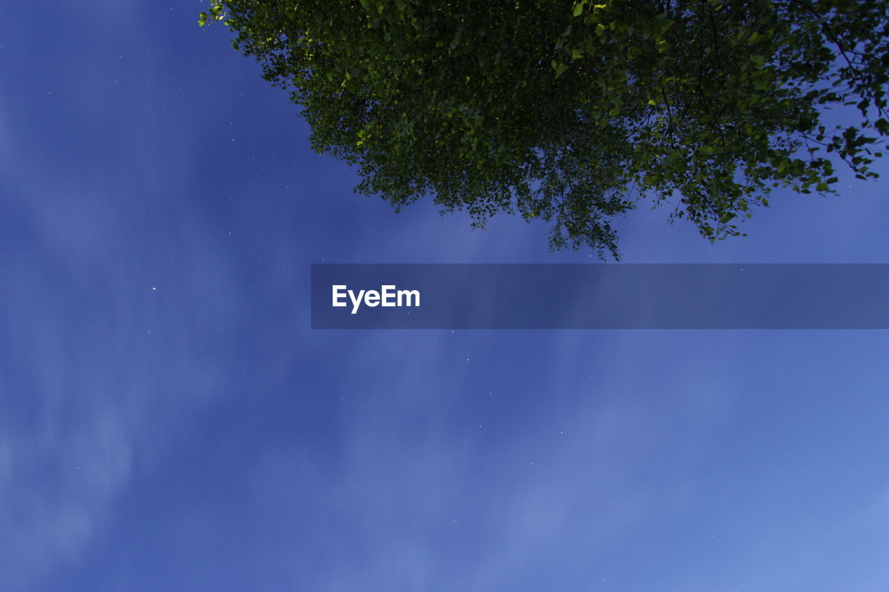 Low angle view of tree against blue sky