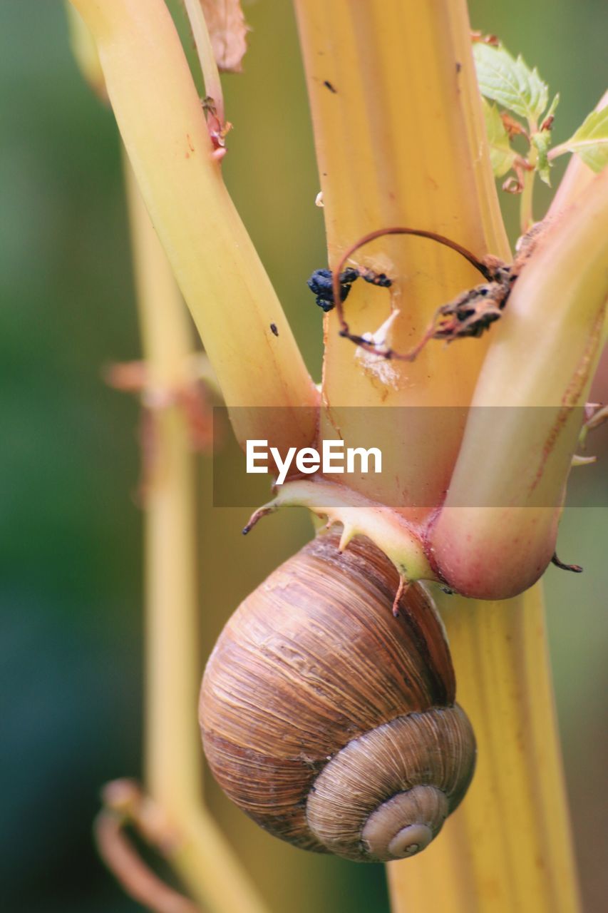 Close-up of snail