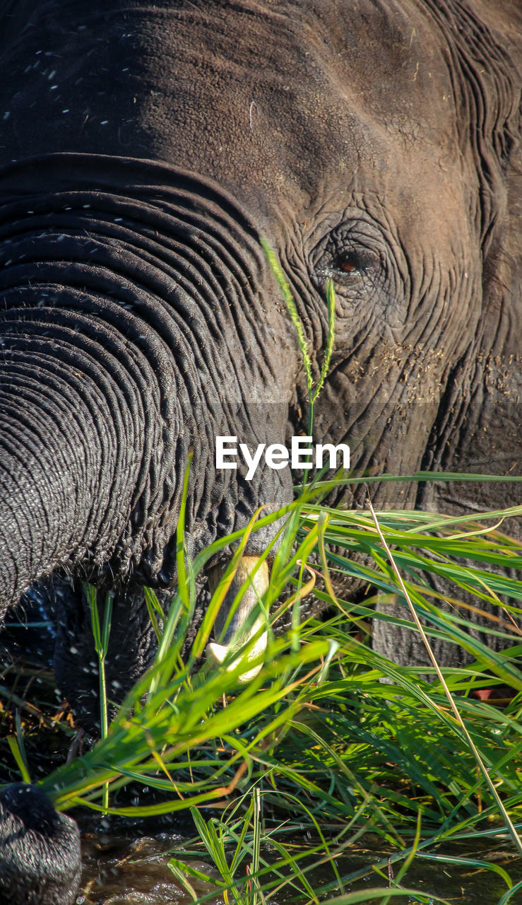 CLOSE-UP OF ELEPHANT ON LEAVES