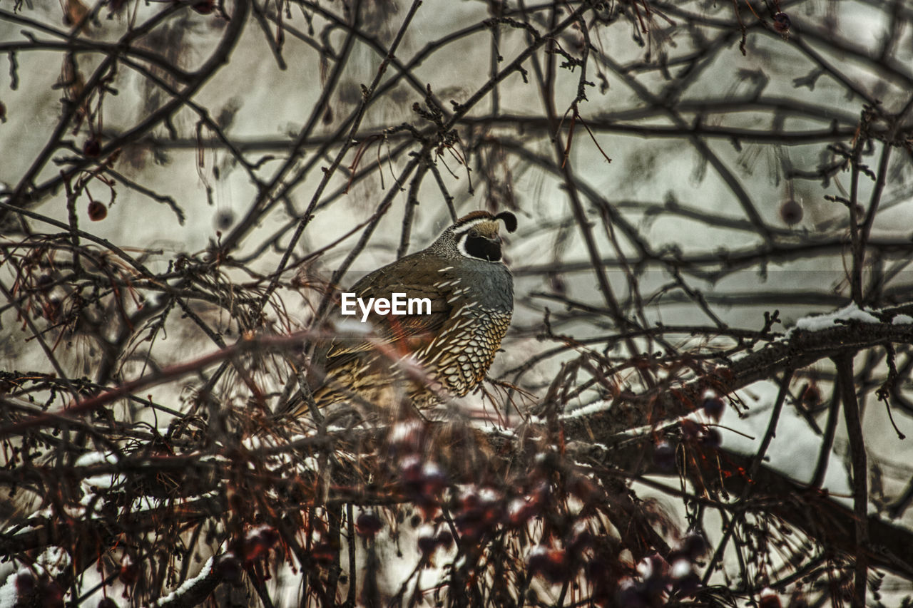 LOW ANGLE VIEW OF BIRDS PERCHING ON TREE