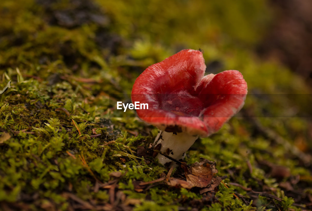 CLOSE-UP OF RED MUSHROOM GROWING ON ROCK