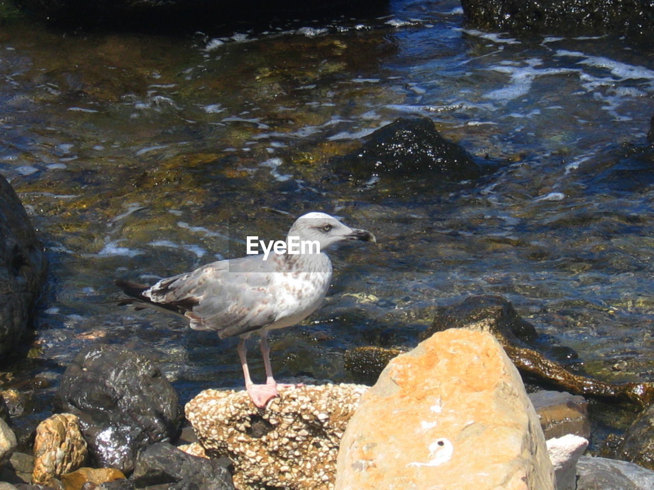 VIEW OF BIRDS IN WATER