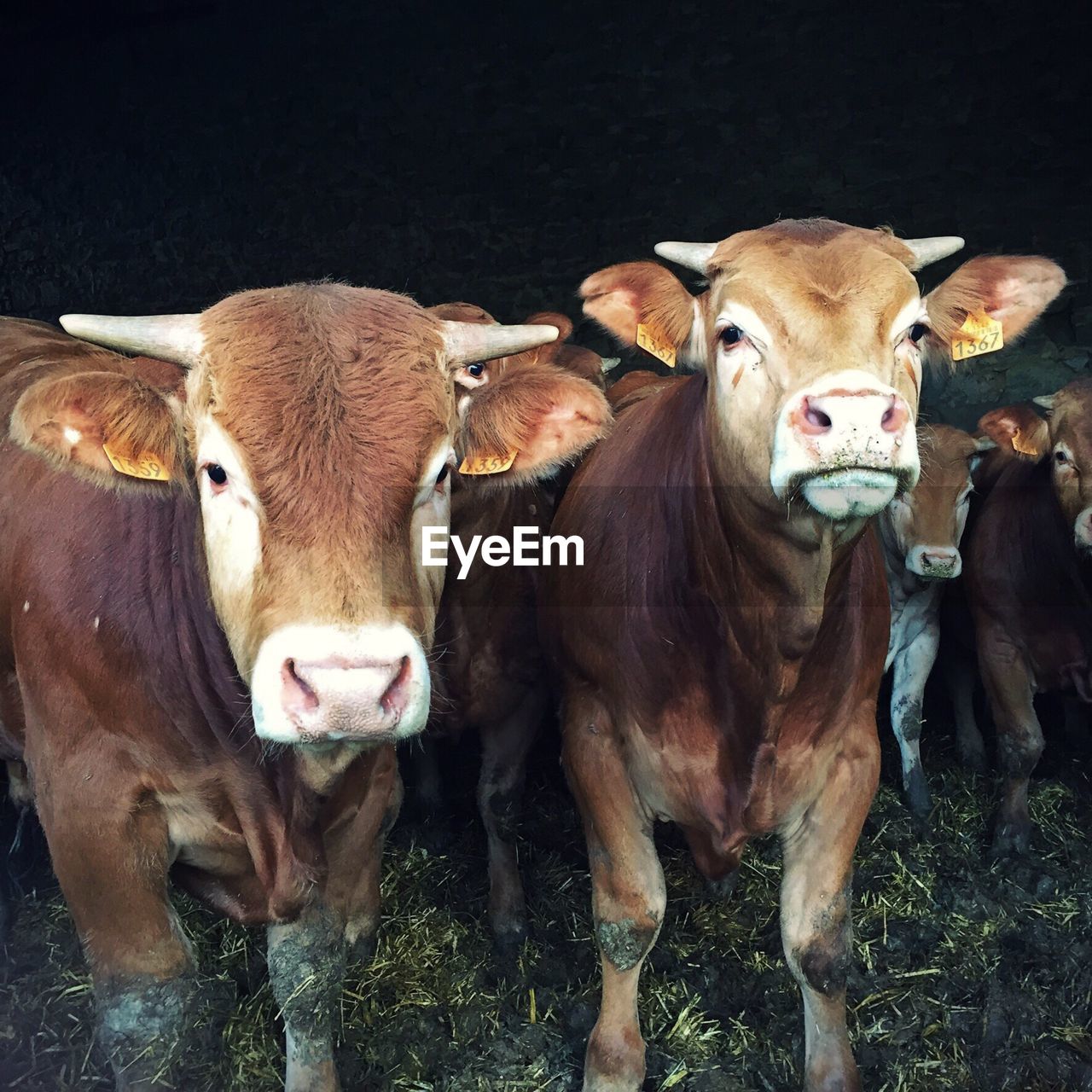 Cows standing on field