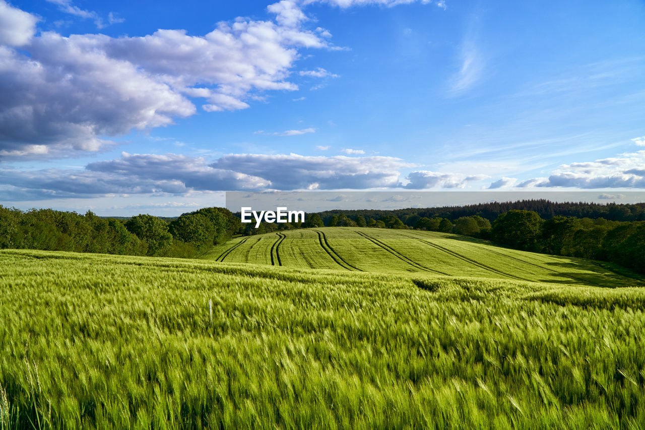 Scenic view of agricultural field against sky