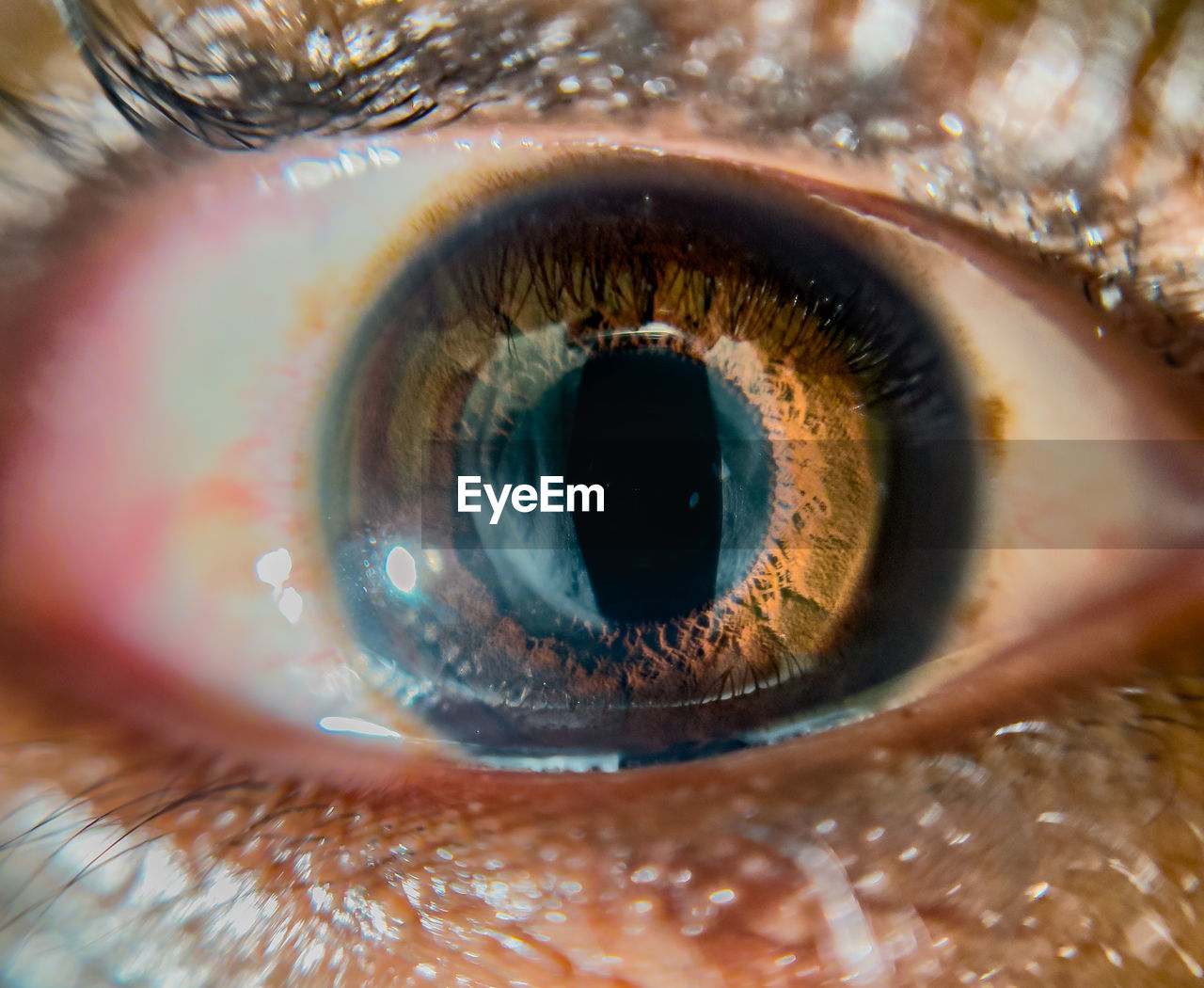 eye, sensory perception, human eye, eyelash, iris, extreme close-up, close-up, macro photography, eyeball, macro, one person, brown, vision care, human mouth, human face, adult, nose, human head, looking, contact lens, reflection, looking at camera, blue eyes, eyelash extensions