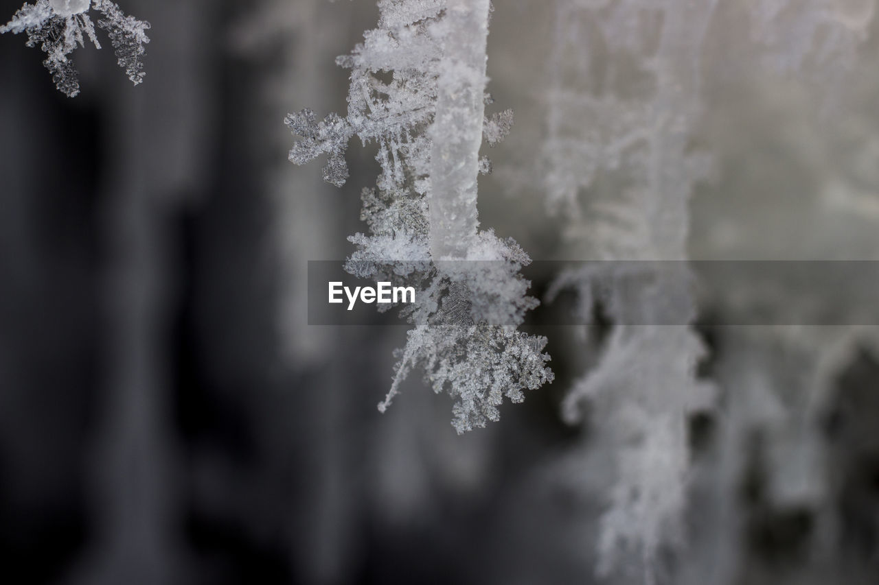 Close-up of icicles on tree during winter