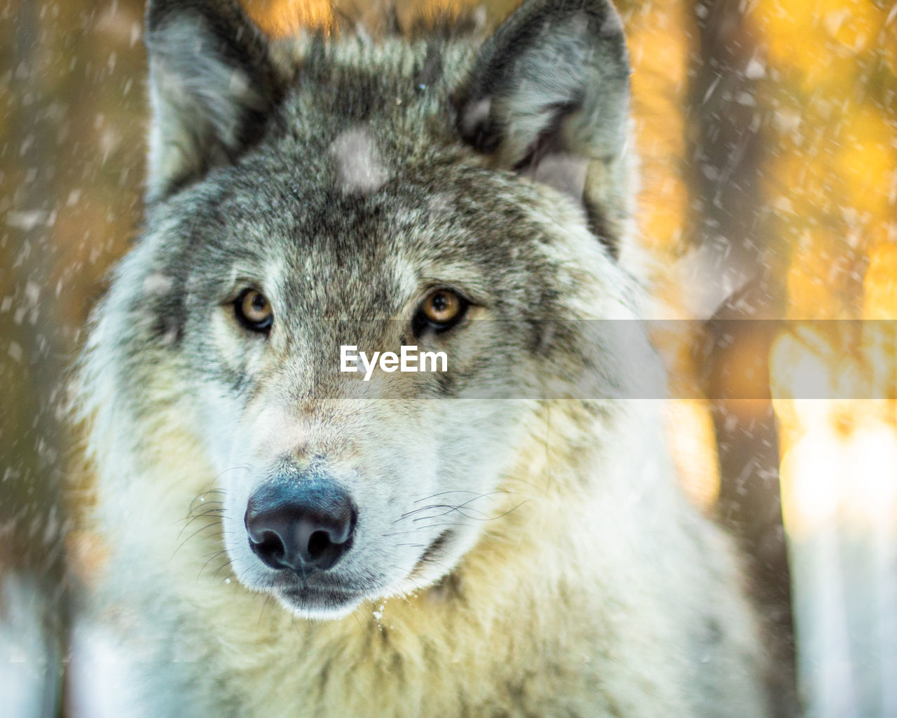 CLOSE-UP PORTRAIT OF ANIMAL