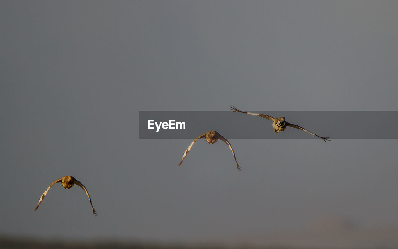 LOW ANGLE VIEW OF A BIRD FLYING