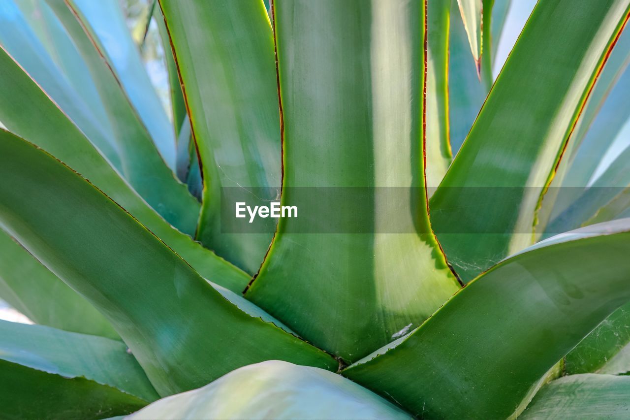 Close-up of succulent plant