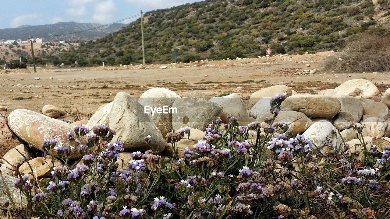 Purple flowering plants on land against mountains