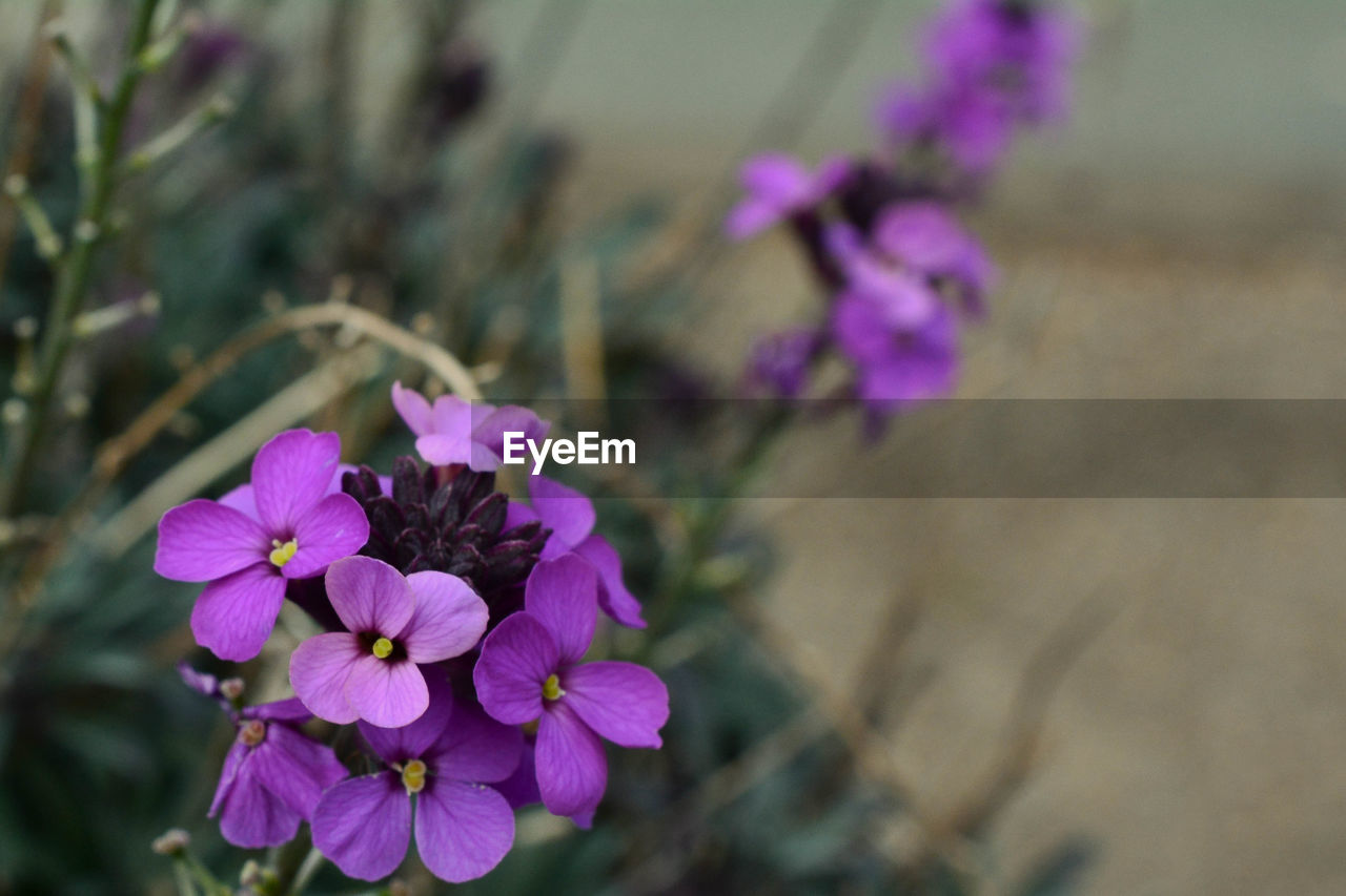 Close-up of purple flowers growing outdoors