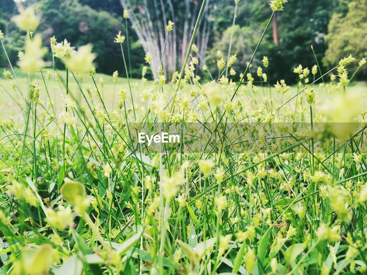 CLOSE-UP OF GRASS ON FIELD