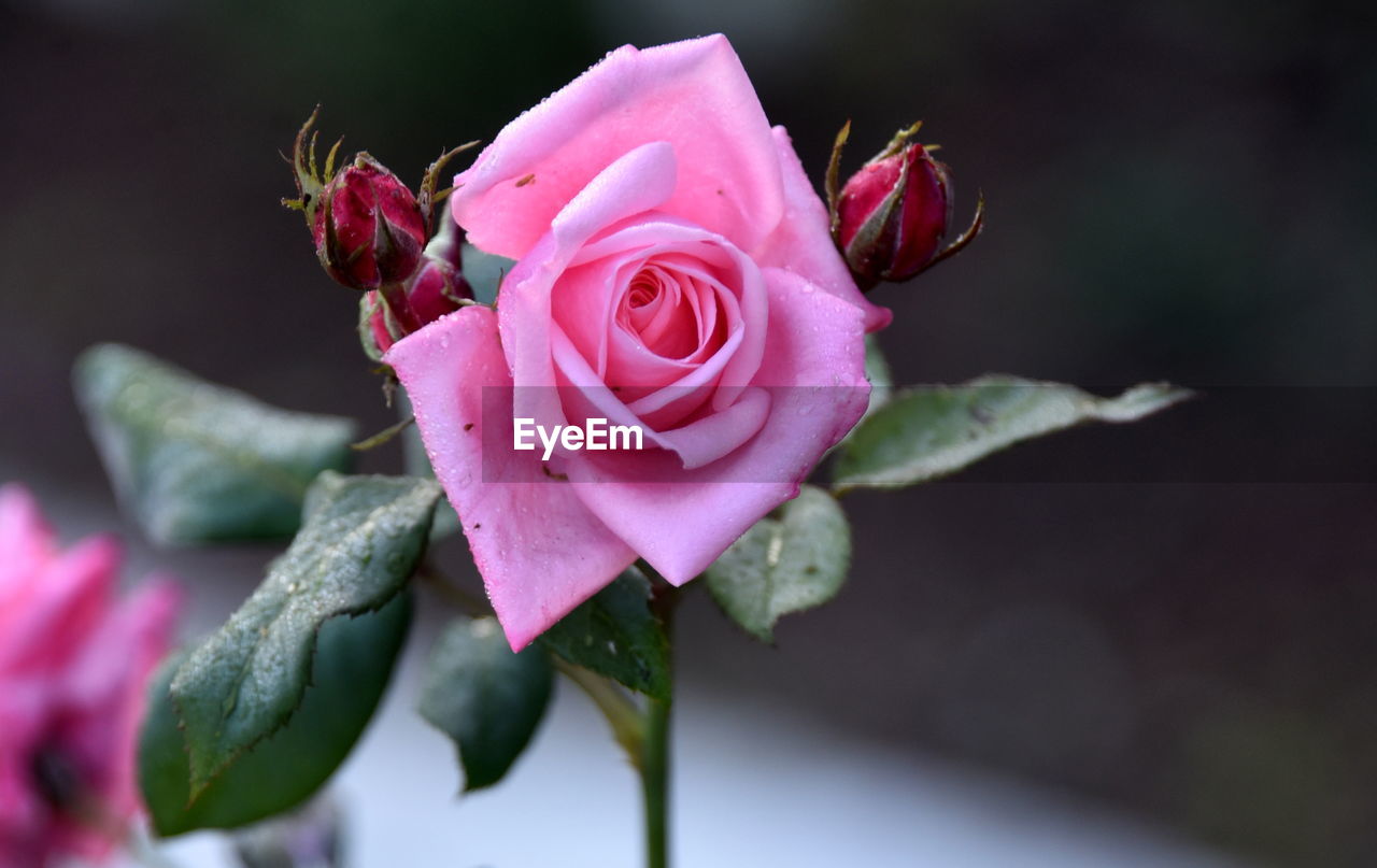 flower, flowering plant, plant, pink, beauty in nature, rose, macro photography, close-up, petal, freshness, flower head, nature, garden roses, inflorescence, fragility, no people, red, leaf, plant part, rose - flower, blossom, focus on foreground, growth, outdoors, plant stem, bud, green