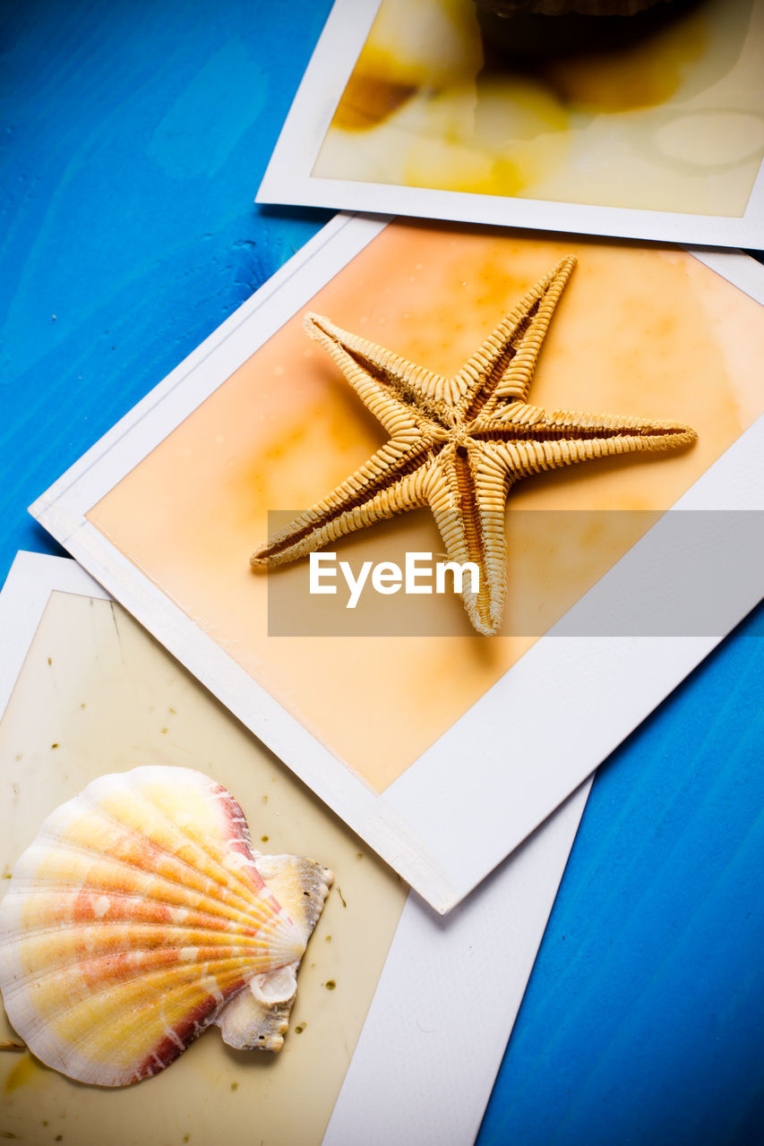 High angle view of shell and starfish with picture frames on blue table