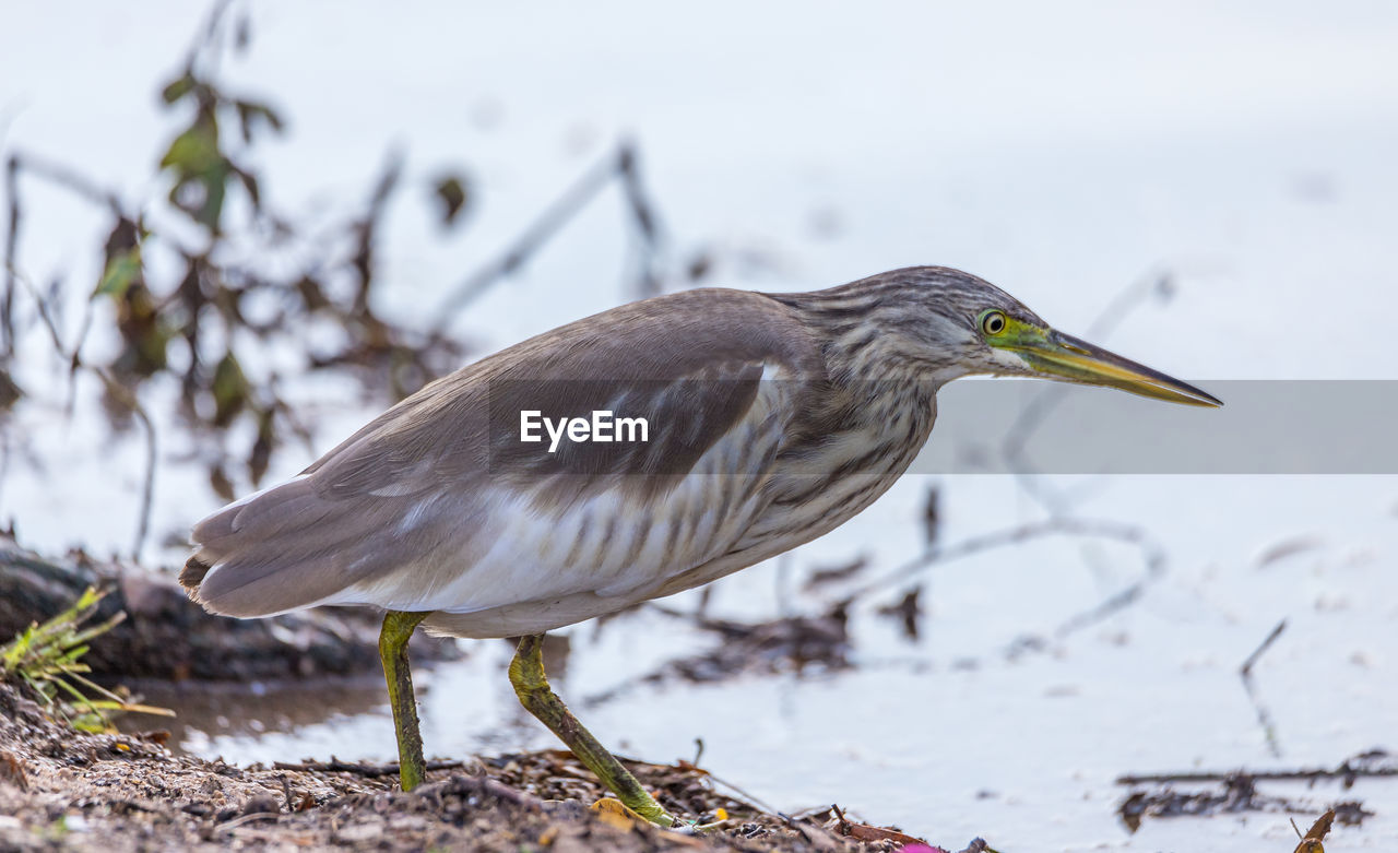 A heron hunting