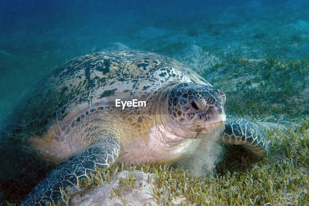 A green sea turtle - chelonia mydas - in the red sea