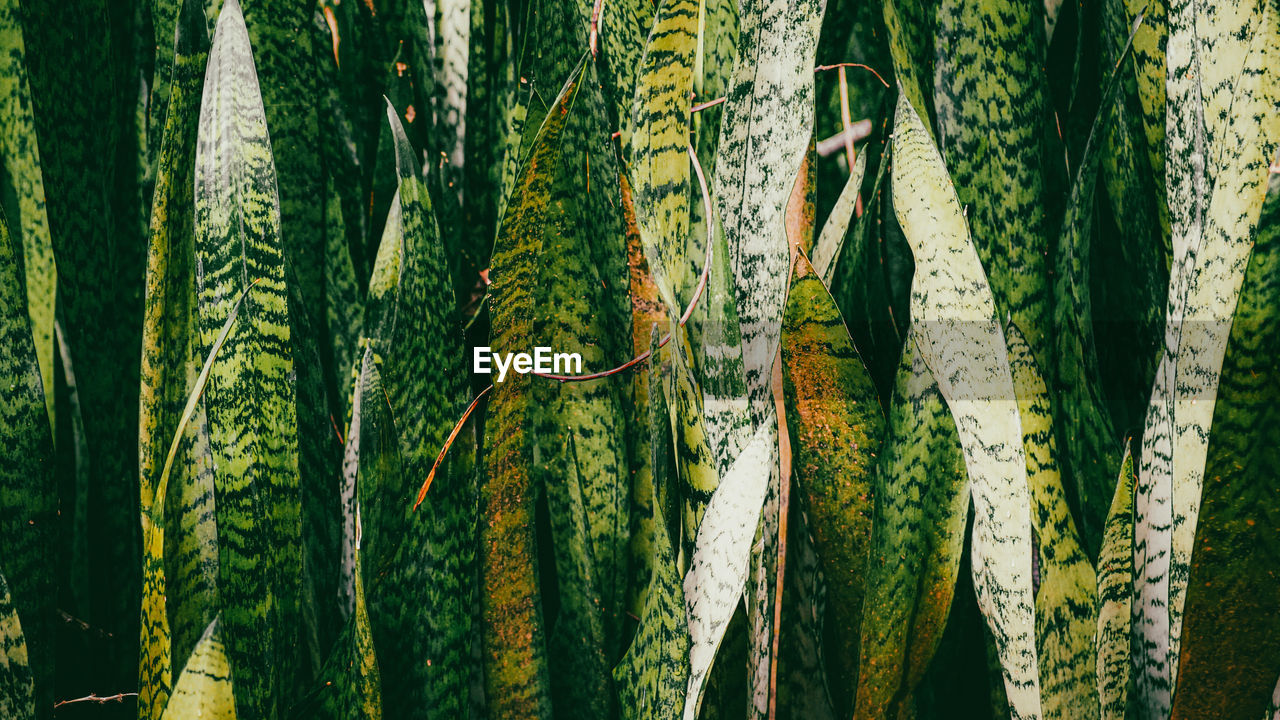 FULL FRAME SHOT OF PLANTS HANGING FROM FOR SALE