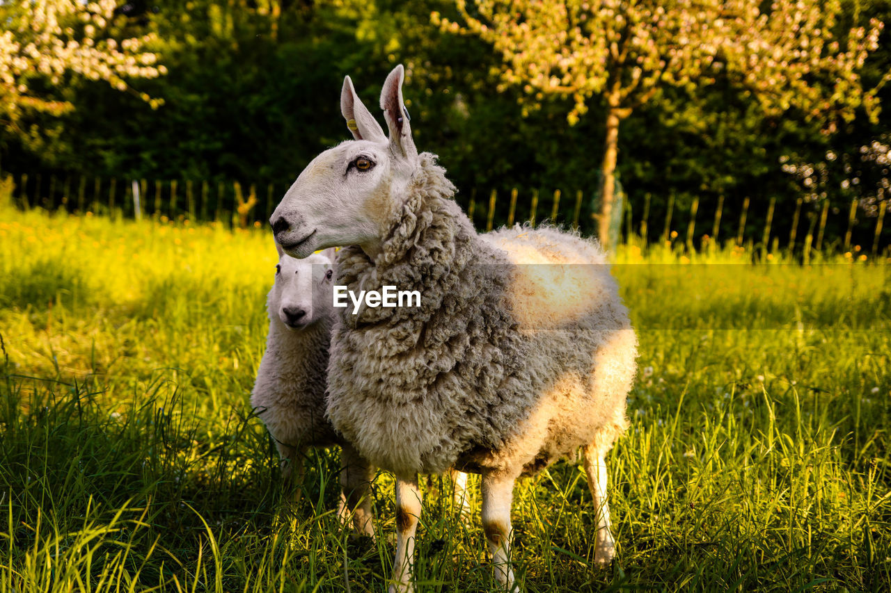 SHEEP STANDING IN FARM