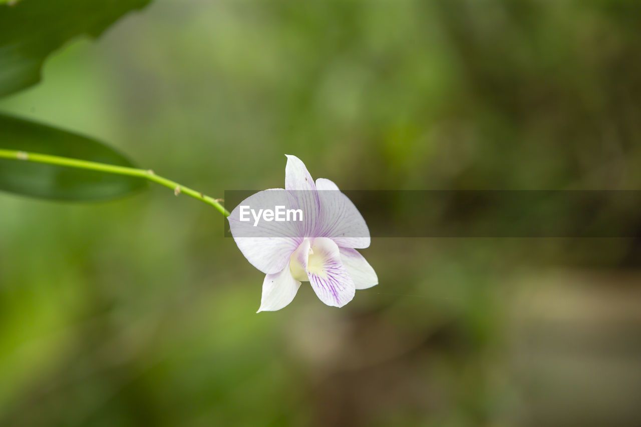 CLOSE-UP OF PURPLE FLOWER