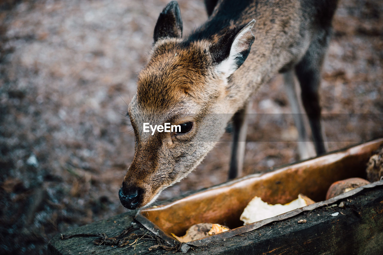 Close-up of deer