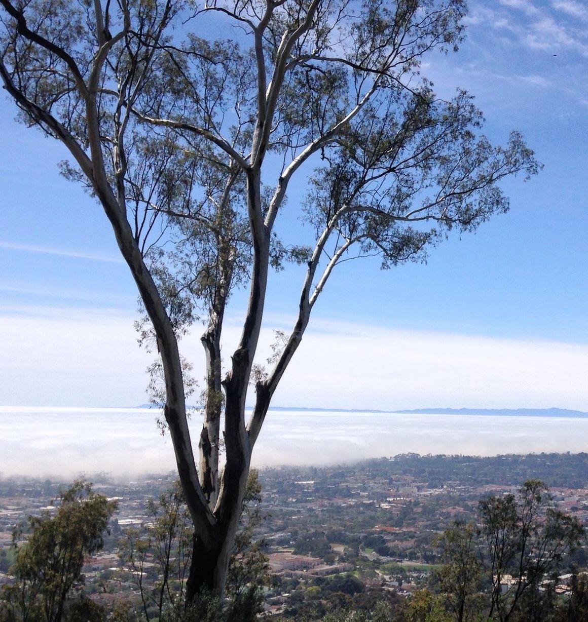 Tree against landscape