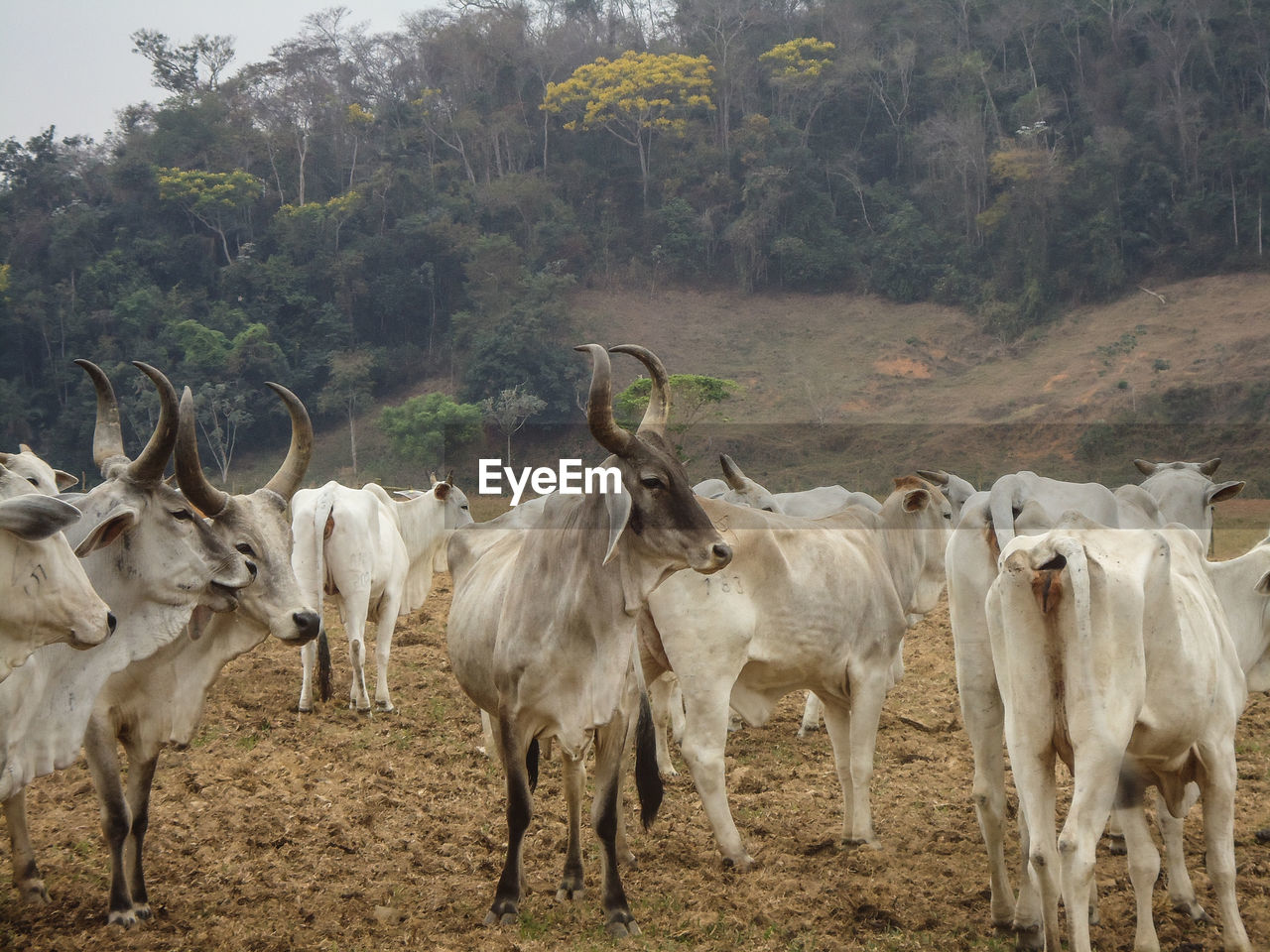 A guzerá cattle breeding in the interior of minas gerais, brazil.