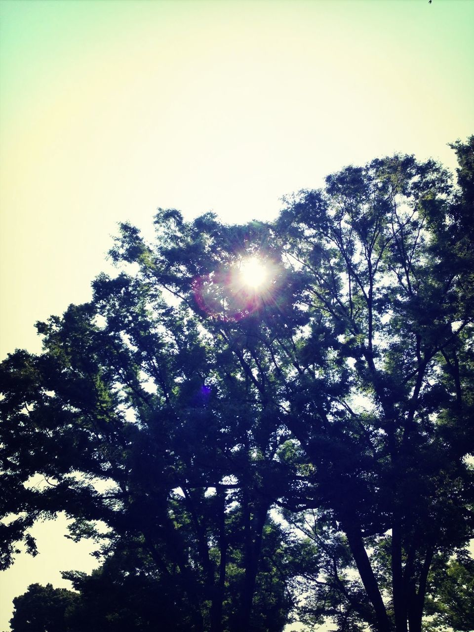 LOW ANGLE VIEW OF TREES AGAINST SKY