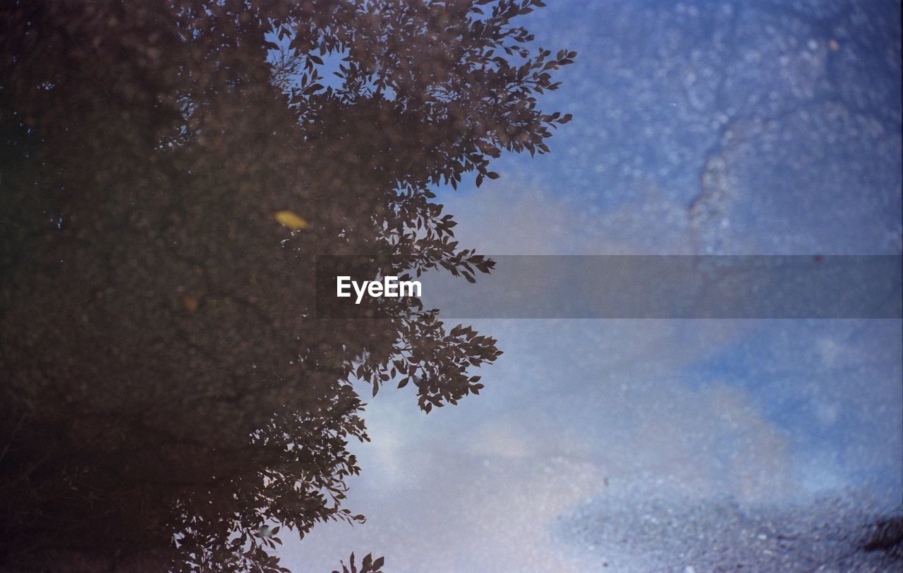 LOW ANGLE VIEW OF TREE BY WATER AGAINST SKY