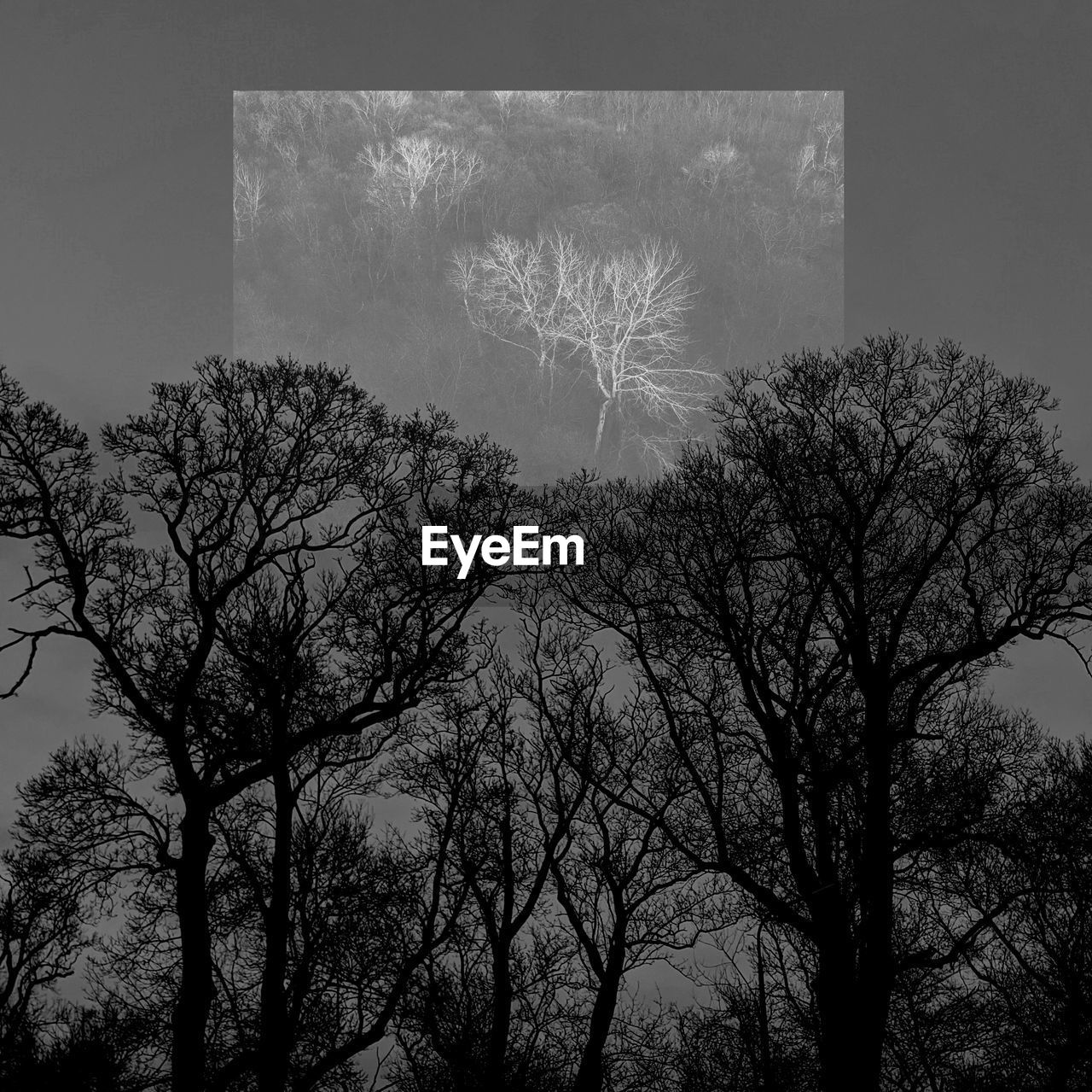 Low angle view of silhouette bare trees against sky