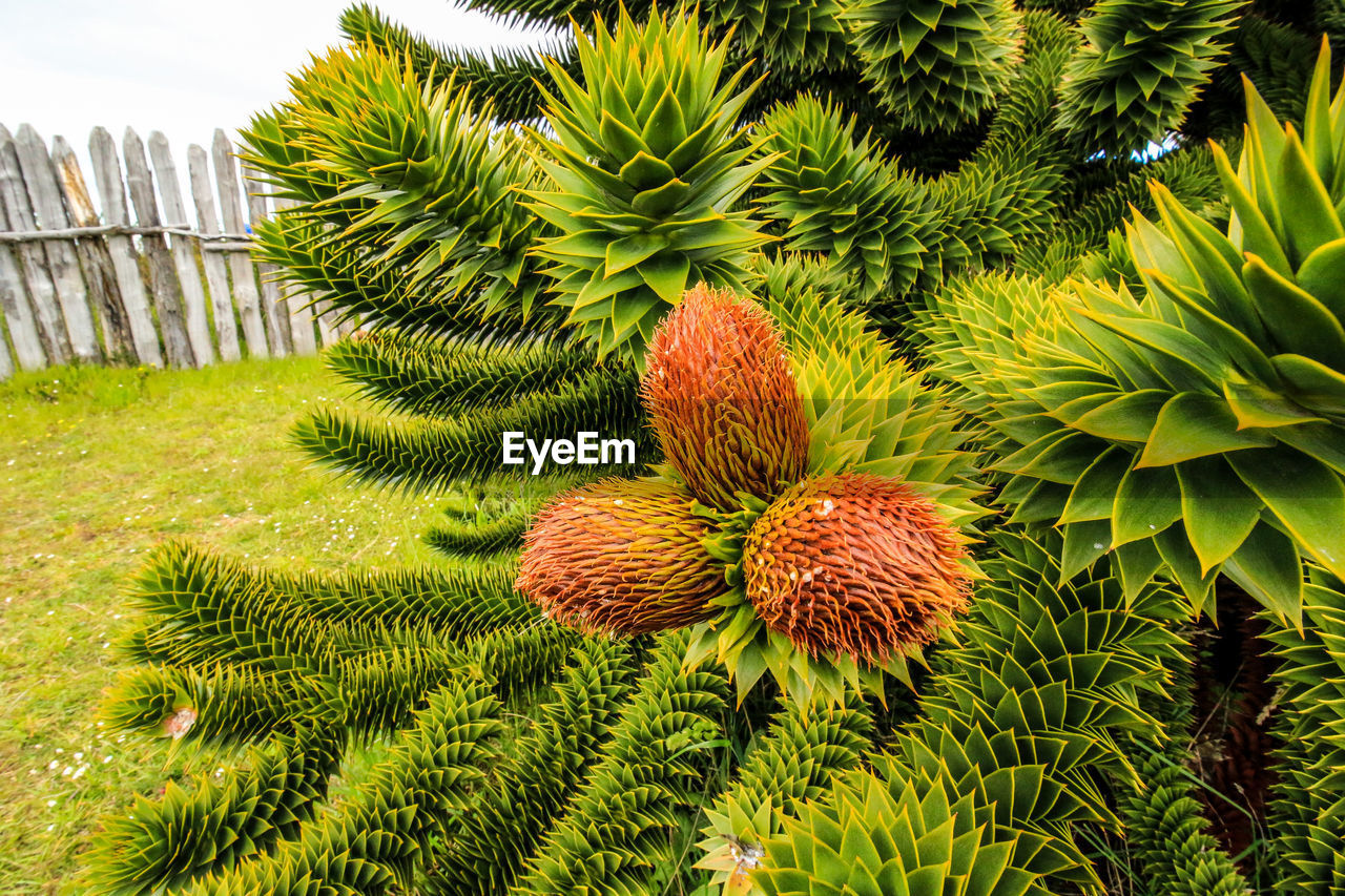 CLOSE-UP OF FRESH FRUITS ON TREE