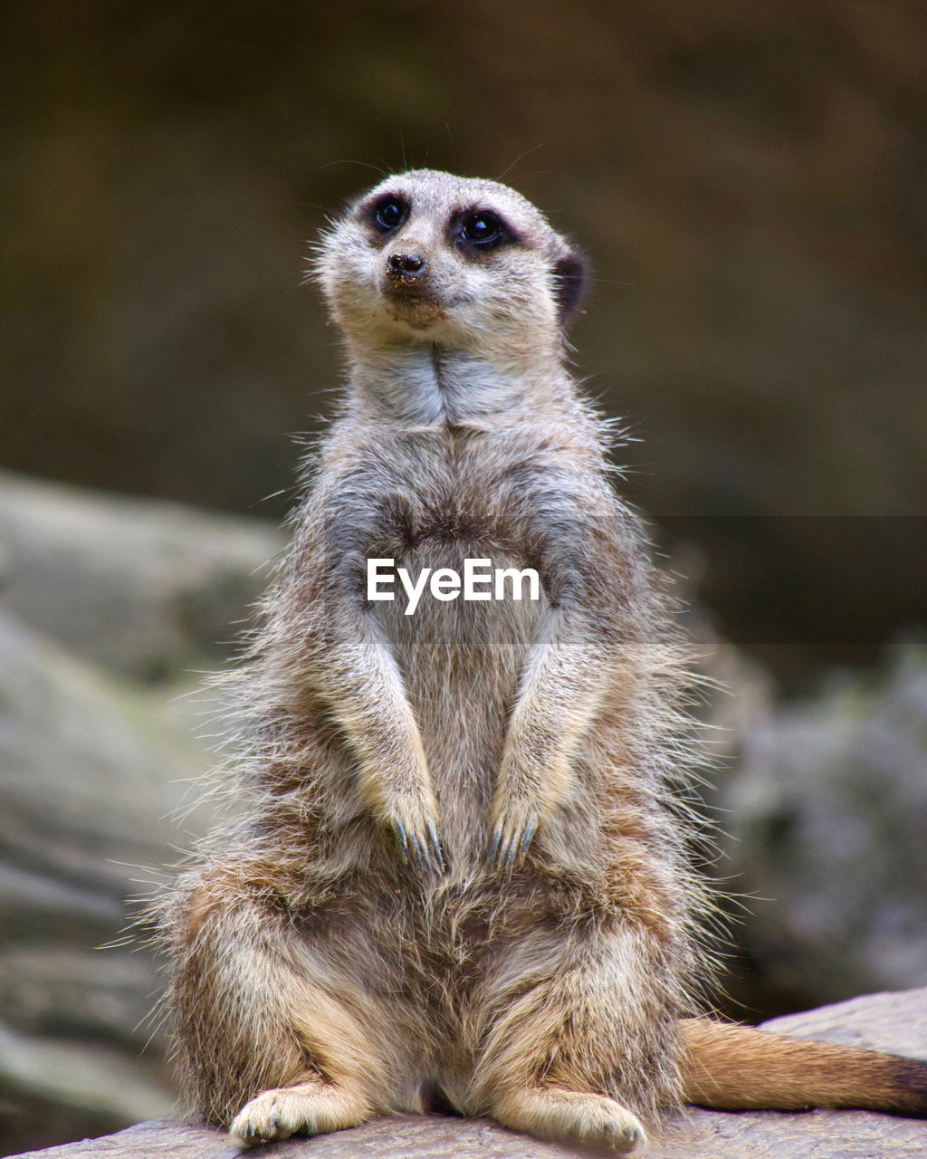 Close-up portrait of meerkat standing