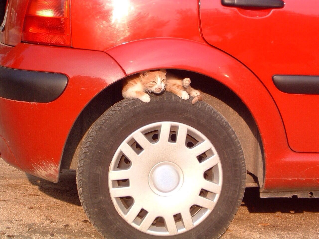 Close-up of cat sitting on car wheel