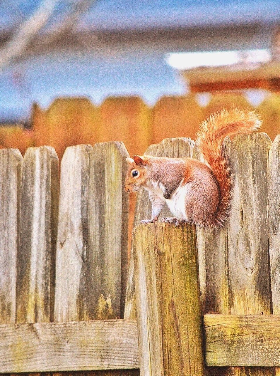 CLOSE-UP OF BIRD PERCHING ON WOODEN WALL