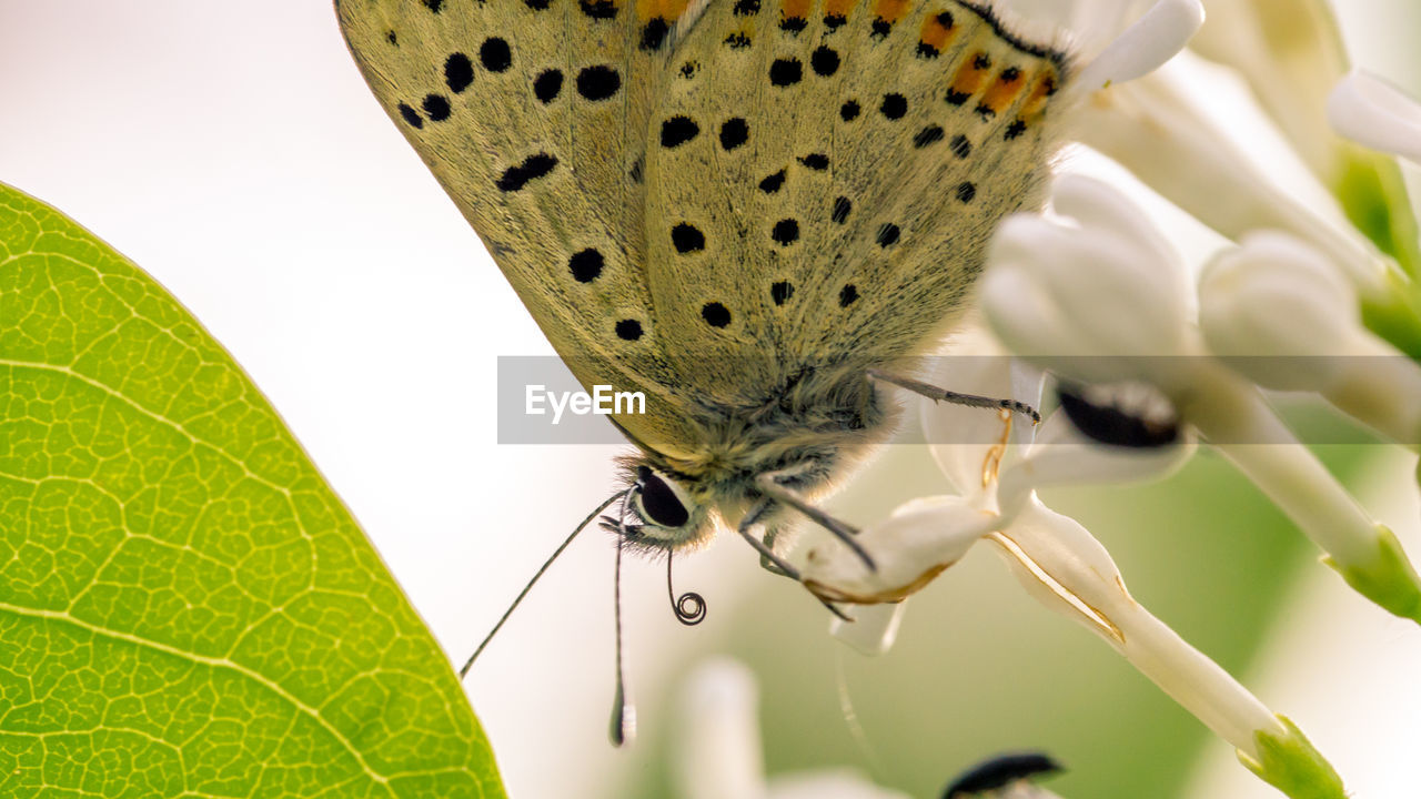 CLOSE-UP OF BUTTERFLY POLLINATING FLOWER
