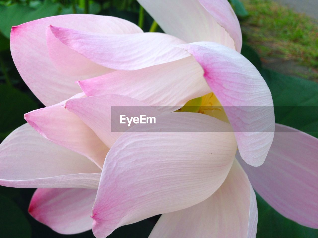Close-up of lotus flower blooming outdoors