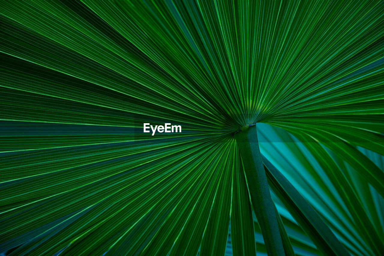 Closeup nature view of palm leaves background, dark tone concept.